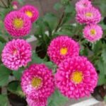 Aster-Pink