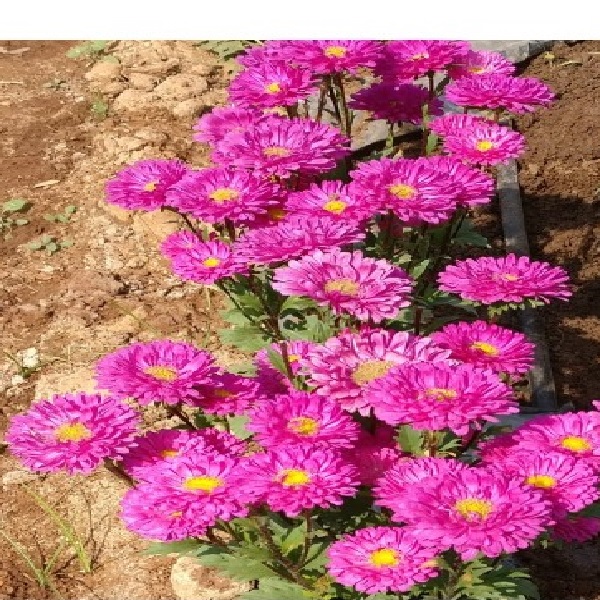 Aster-Pink