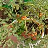 Red-Round-Cherry-Tomato