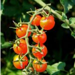 Red-Round-Cherry-Tomato