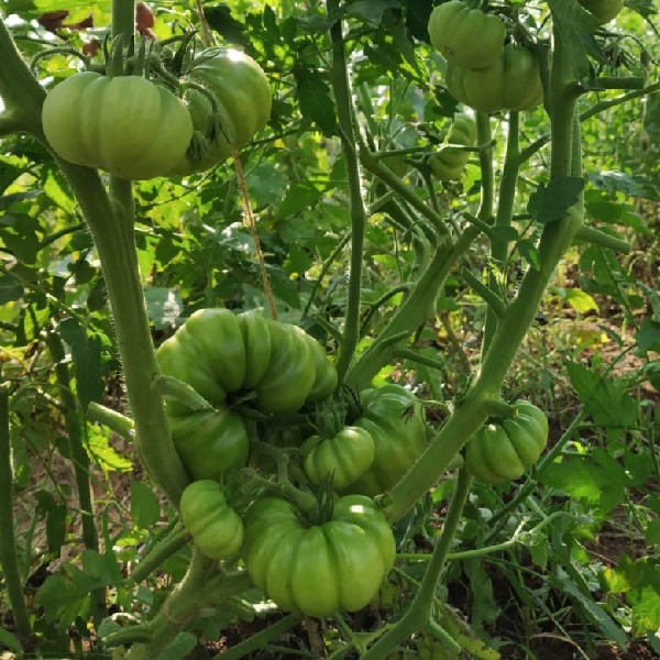 Kashi-Tomato