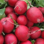 Round-Red-Radish