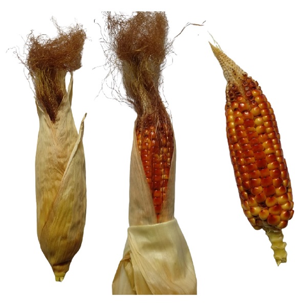 Red Corn