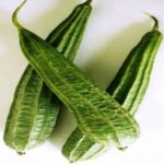 Ridge gourd