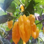 Yellow Bhut Jolokia