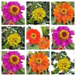 Zinnia-Multi-Colour