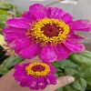 Zinnia-Multi-Colour